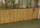 Bamboo fence (5).JPG